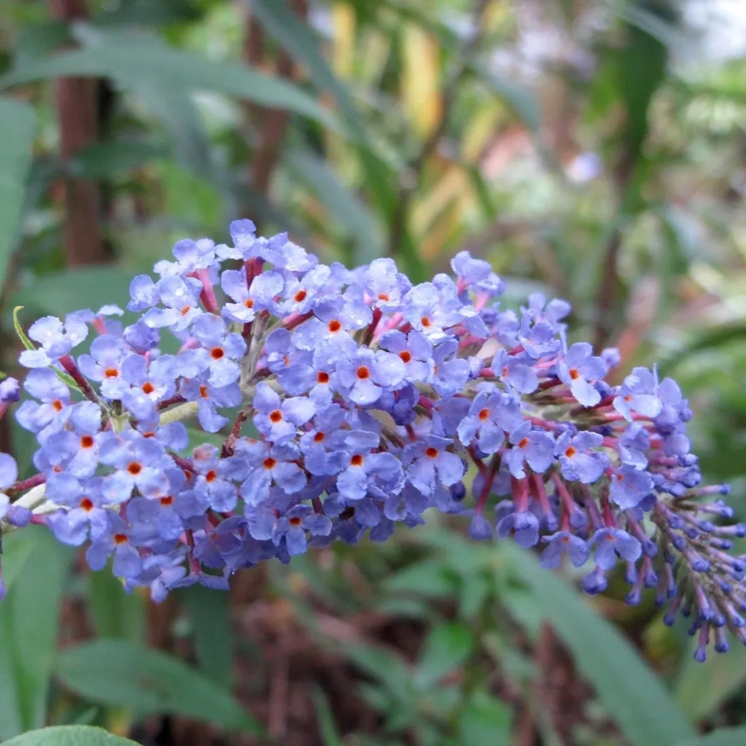 arborix Sommerflieder 'Adonis Blue' Buddleja Davidii 30 Bis 40 Cm Im Container