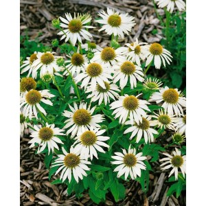 Nahaufnahme des weißen Sonnenhuts (Echinacea) 'Kim's Mophead' im Topf, eine beliebte Staude für den Garten.