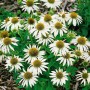 Nahaufnahme des weißen Sonnenhuts (Echinacea) 'Kim's Mophead' im Topf, eine beliebte Staude für den Garten.