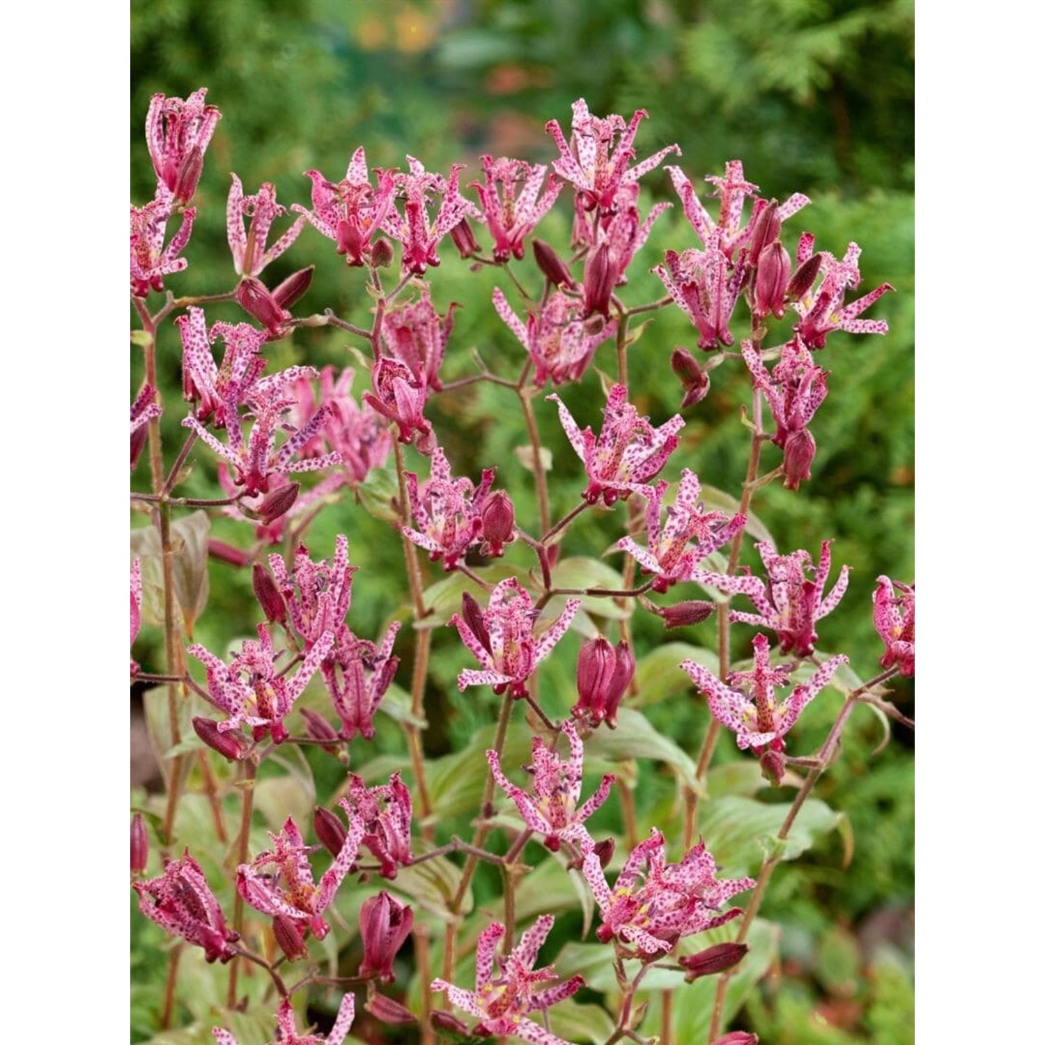 Gartenkrötenlilie (Tricyrtis hirta) mit lila-weiß gesprenkelten Blüten im 9x9 cm Topf.