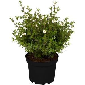 Fingerstrauch Weiß im Topf, ca. 20-30 cm hoch. Potentilla fruticosa mit weißen Blüten.
