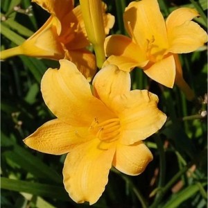 Gelbe Taglilie (Hemerocallis) 'Bitsy' im Detail, eine blühende Staude.