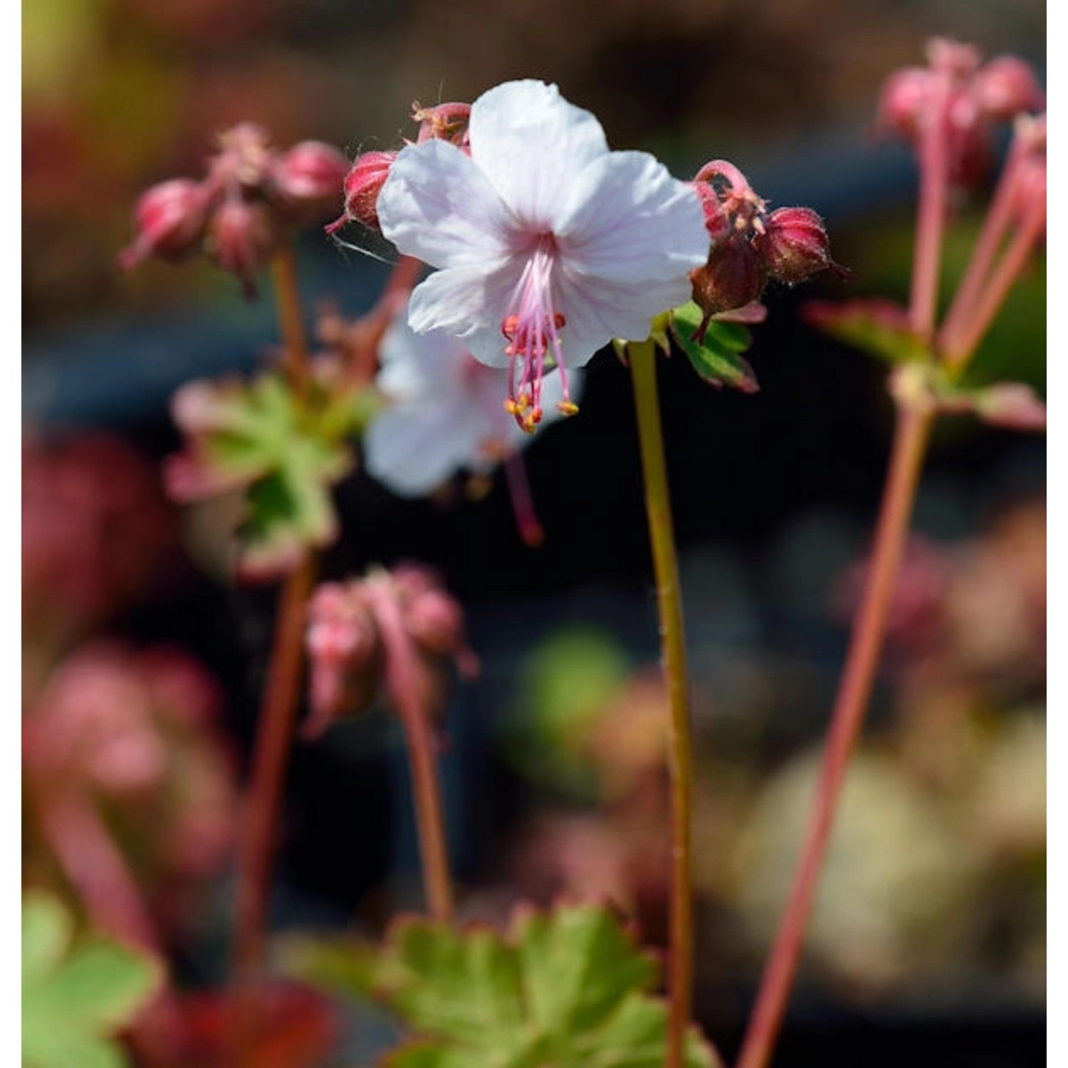 Storchenschnabel Harz - Geranium cantabrigiense günstig online kaufen