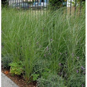 Grünes, hohes Chinaschilf (Miscanthus sacchariflorus) im Gartenbeet.