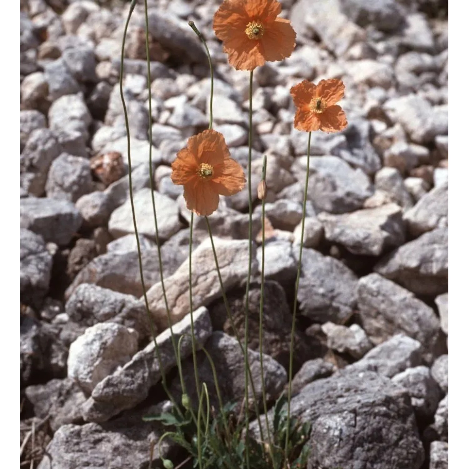 Spanischer Mohn - Papaver rupifragum