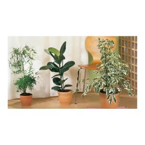 Drei Zimmerpflanzen in Terrakotta-Töpfen, unterstützt durch Topfpflanzstäbe.