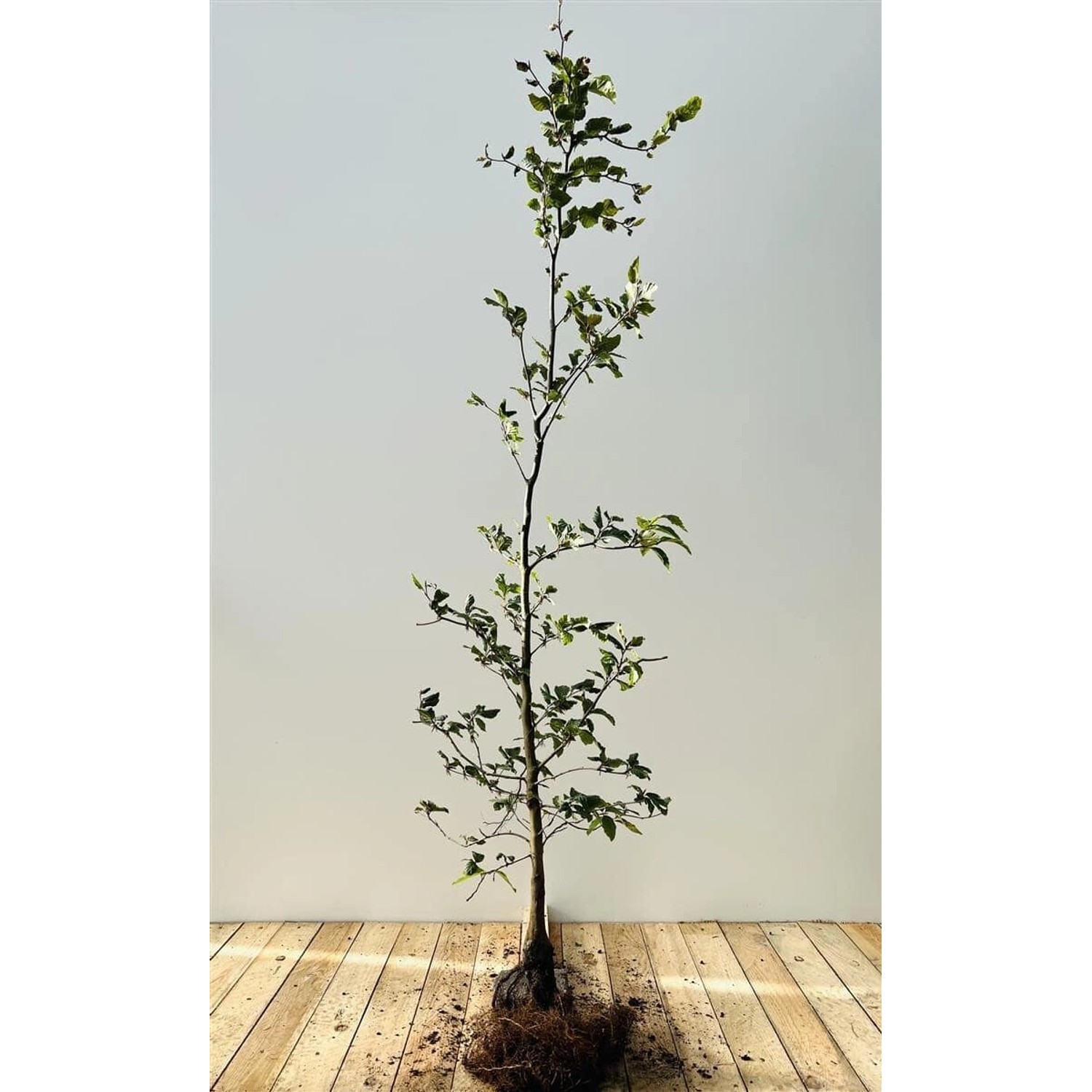 Fagus sylvatica 100-125 cm günstig online kaufen