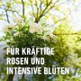 Blühende Rose mit COMPO Rosendünger für kräftiges Wachstum und intensive Blüten.