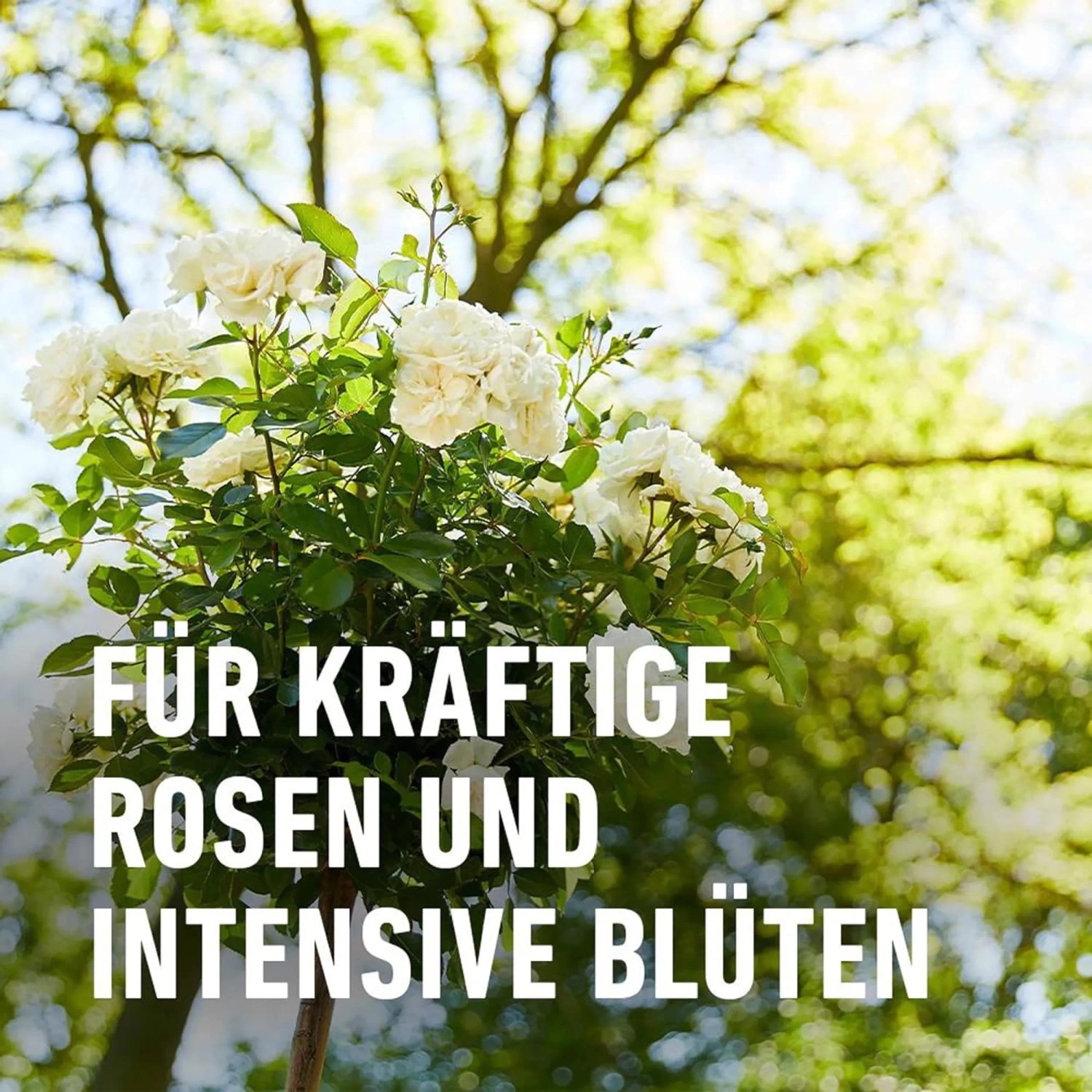 Blühende Rose mit COMPO Rosendünger für kräftiges Wachstum und intensive Blüten.