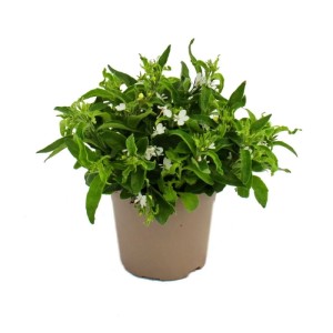 Set aus 3 weißen, hängenden Männertreu (Lobelia richardii) im 11cm Topf.