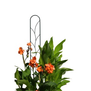 Clematis-Spalier Ranke, 15x150 cm, Montana-Grün mit blühender Pflanze. Gartendekoration.