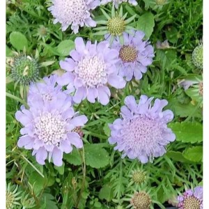 Tauben Skabiose 'Misty Butterflies' mit zarten, hellvioletten Blüten und grünen Blättern. Eine schöne Gartenstaude.