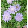 Tauben Skabiose 'Misty Butterflies' mit zarten, hellvioletten Blüten und grünen Blättern. Eine schöne Gartenstaude.