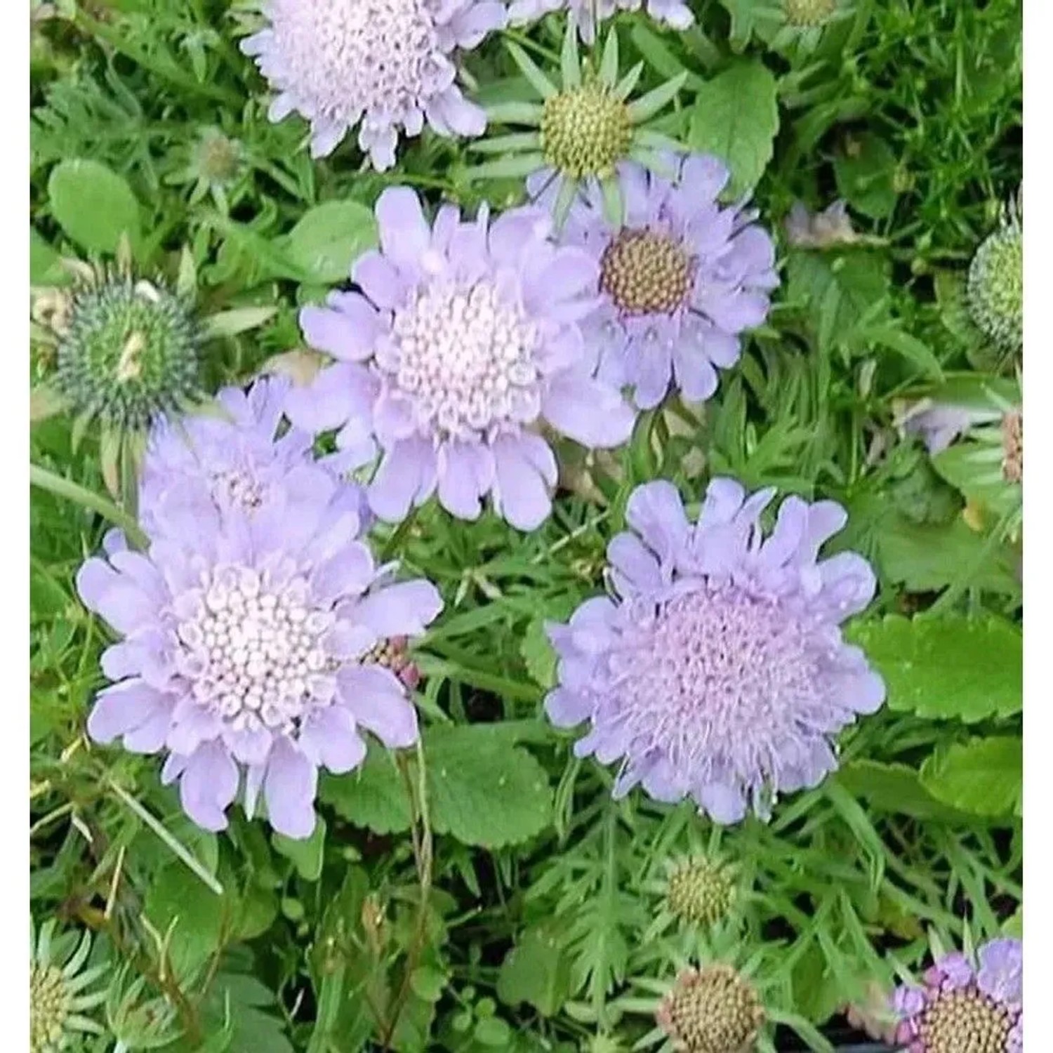 Tauben Skabiose Misty Butterflies - Scabiosa columbaria