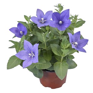 Blau blühende Ballonblume (Platycodon) im Topf, ideal für Beet und Balkon.
