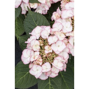 Nahaufnahme der rosa-weißen Blüten der Bauernhortensie 'Charme'.