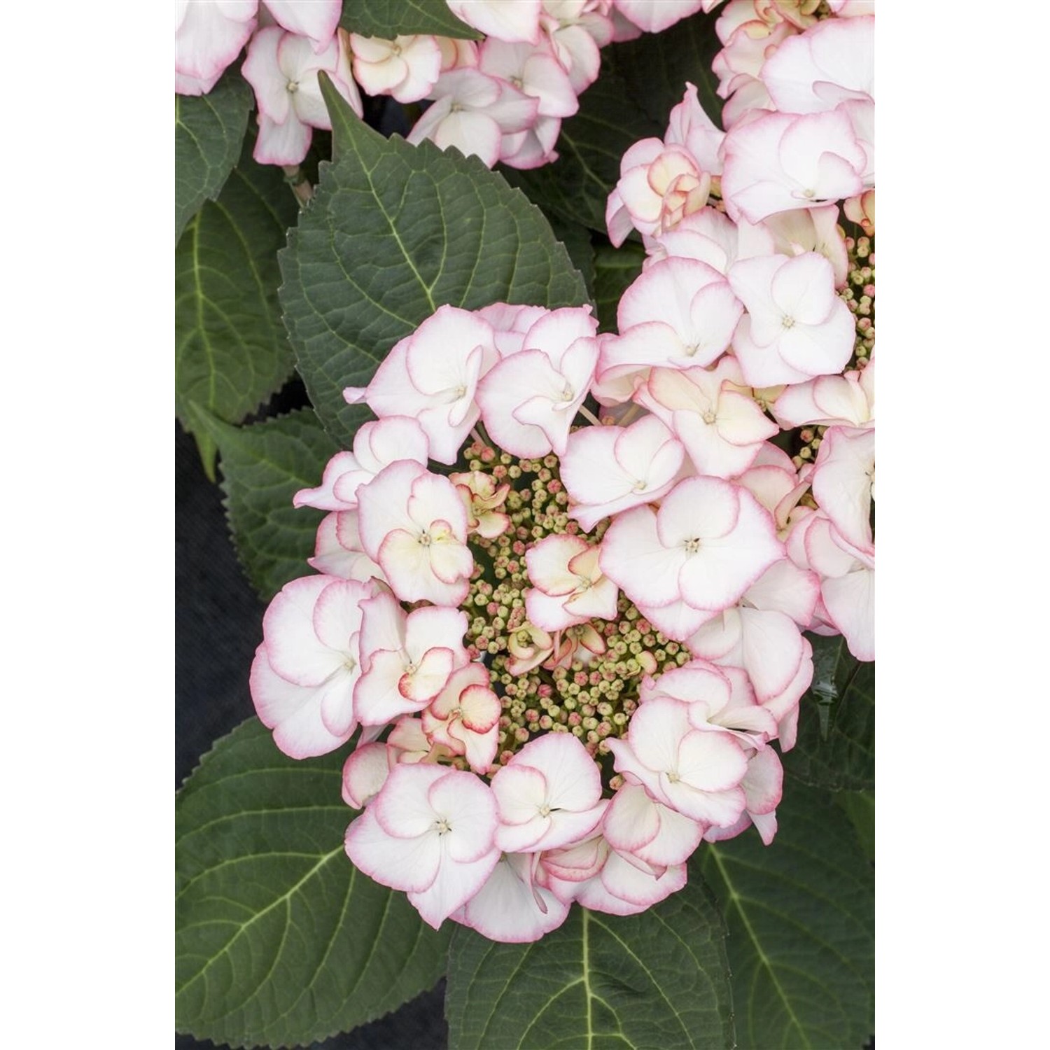 Hydrangea Macrophylla Bauernhortensie Charme 30-40 cm günstig online kaufen