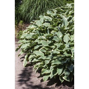Buschige Hosta Francee (Funkie) im 13 cm Topf mit grün-weiß geränderten Blättern.