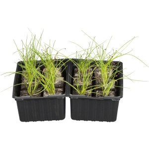 Schnittlauch 6er Schale mit Wurzelballen in schwarzer Kunststoffverpackung.