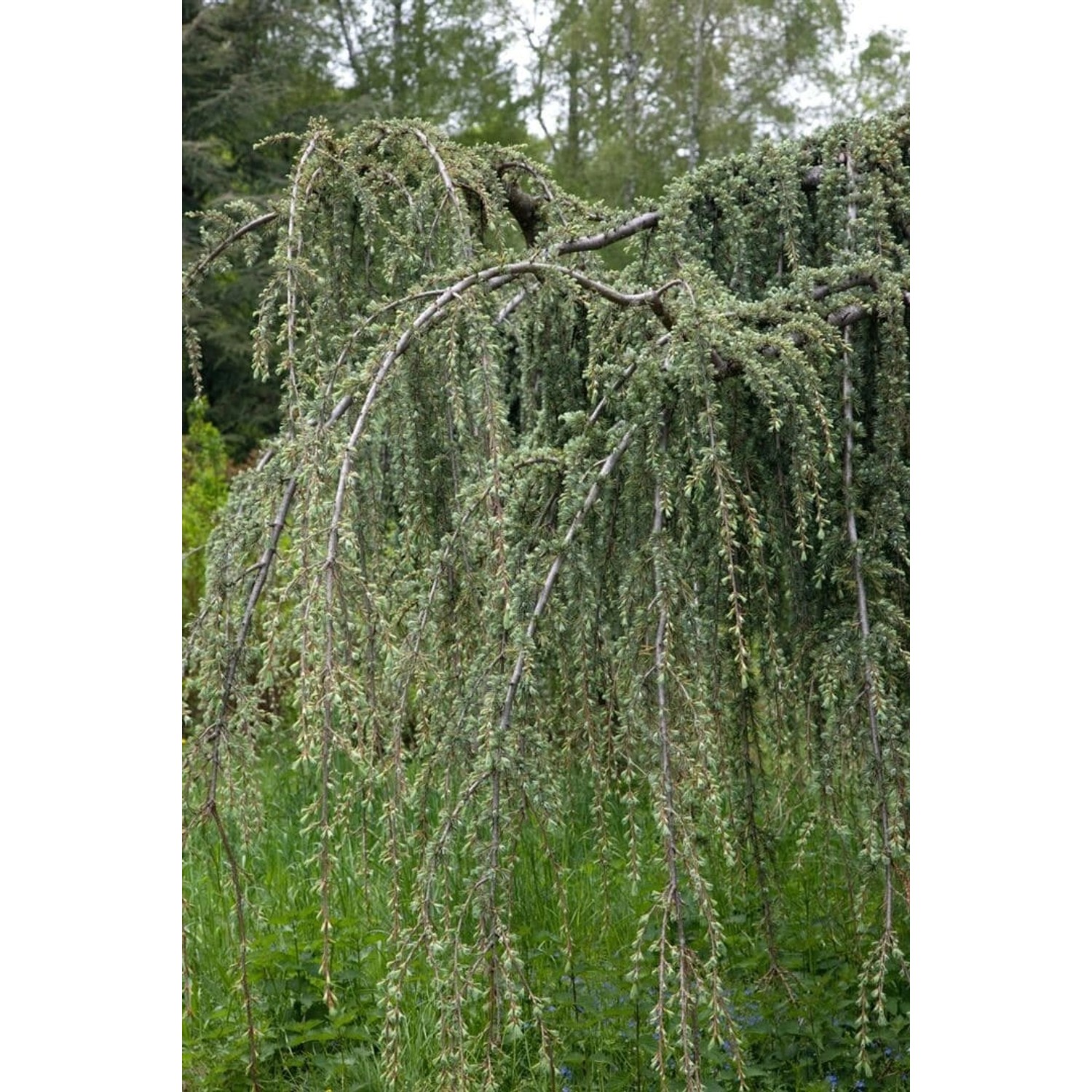 Cedrus Libani Glauca Pendula Libanon-Zeder Blaugrün 150–175 cm günstig online kaufen