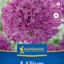 Kiepenkerl Zierlauch Purple Sensation, 5 Stück. Lila Blütenball, ideal für Nützlinge und als Schnittblume.