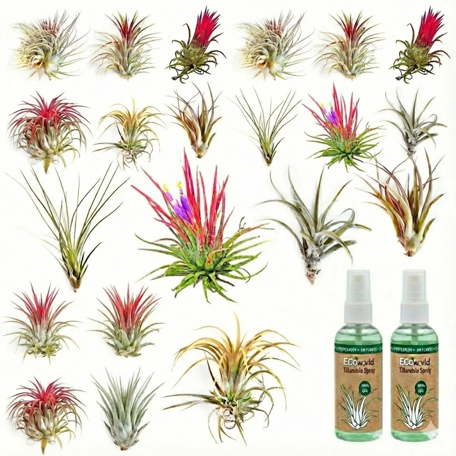 Vdvelde Tillandsia   20 Stück   Luftpflanzen   Inklusive Spray