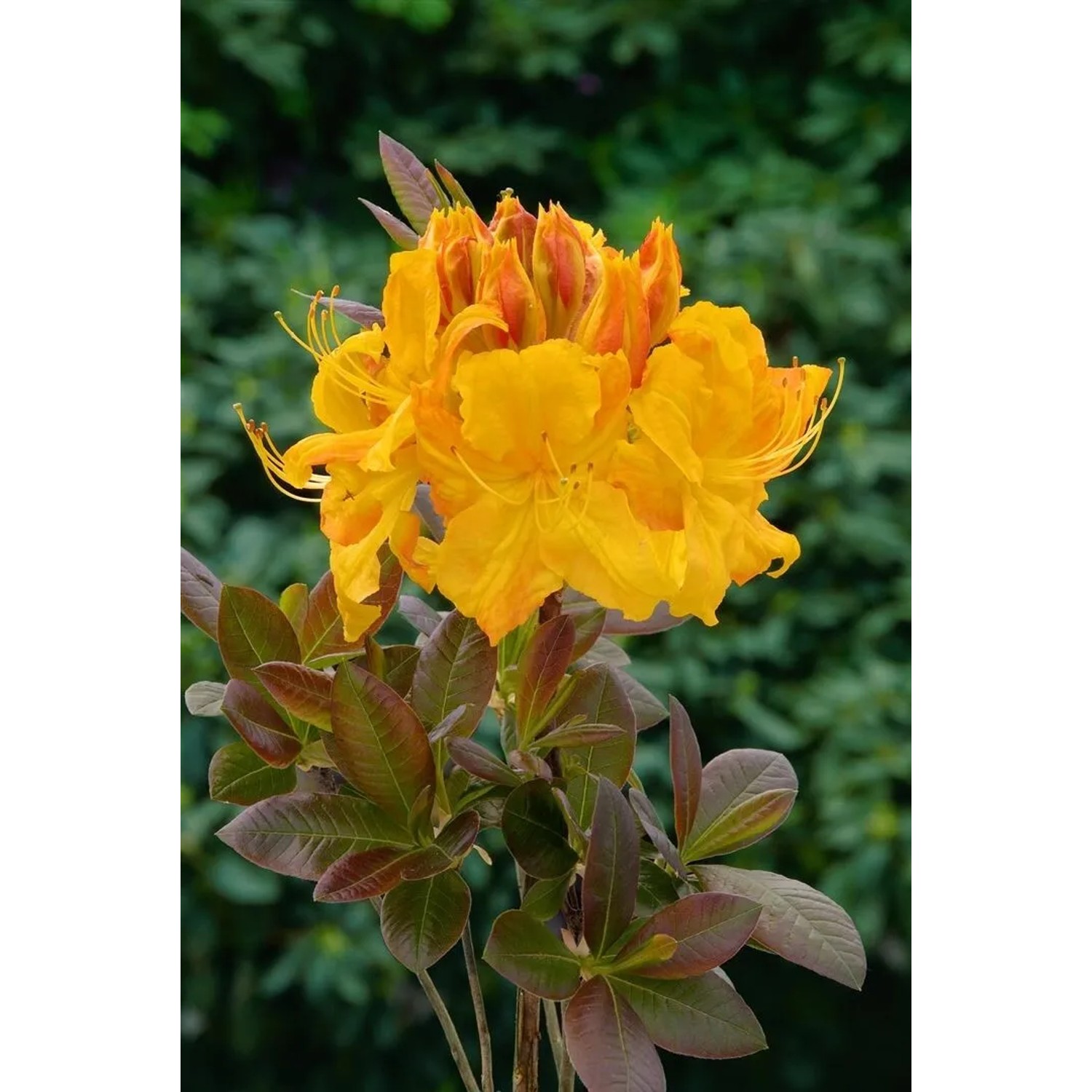Gelb-orangener Rhododendron Luteum Klondyke mit bronzefarbenem Laub. Ideal für Garten und Kübel.