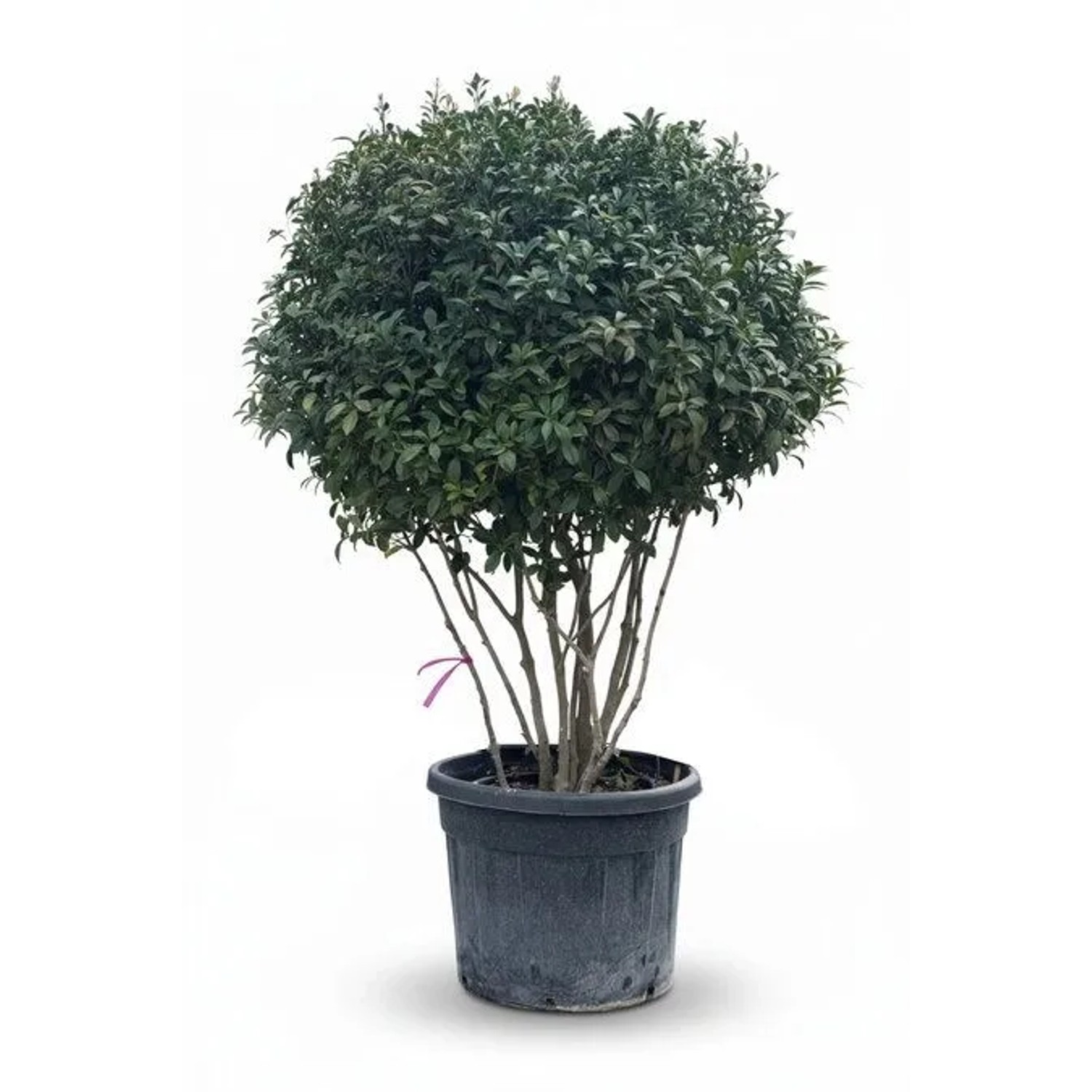 Sunny-Tree Photinia Fraseri Red Robin   Mehrstämmiger Parachute Baum  220 cm Immergrün  Winterhart