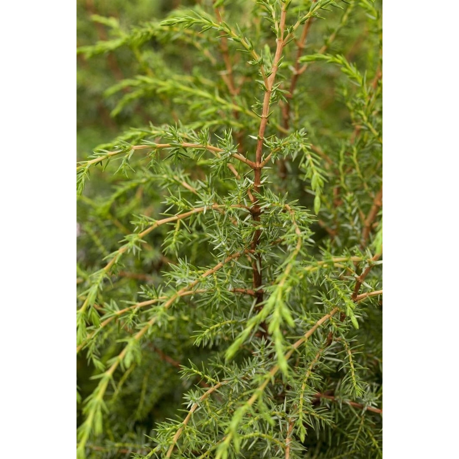 Juniperus communis 'Hibernica' 100-125 cm günstig online kaufen