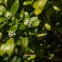 Blühende Kübelpflanze mit GROW by OBI Zitrusdünger für Wachstum und Blüten.