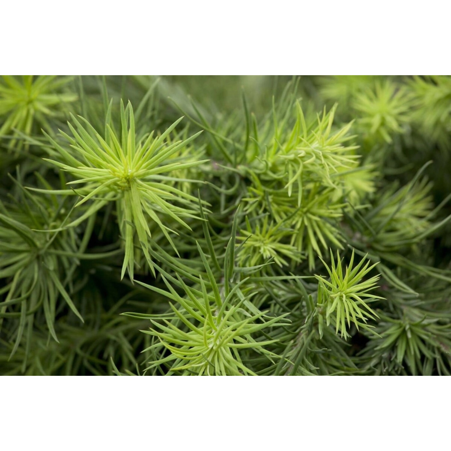 Larix Kaempferi Blue Dwarf Japanische Lärche Blaugrau 80 cm Stammhöhe günstig online kaufen