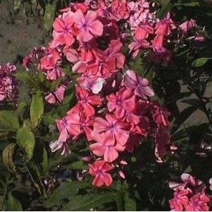 Nahaufnahme der Hohen Flammenblume 'Bornimer Nachsommer' (Phlox paniculata) mit pinkfarbenen Blüten.