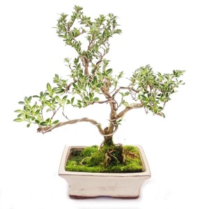 Outdoor Bonsai Serissa Foetida 'Junischnee' mit zweifarbigen Blättern in Keramikschale.