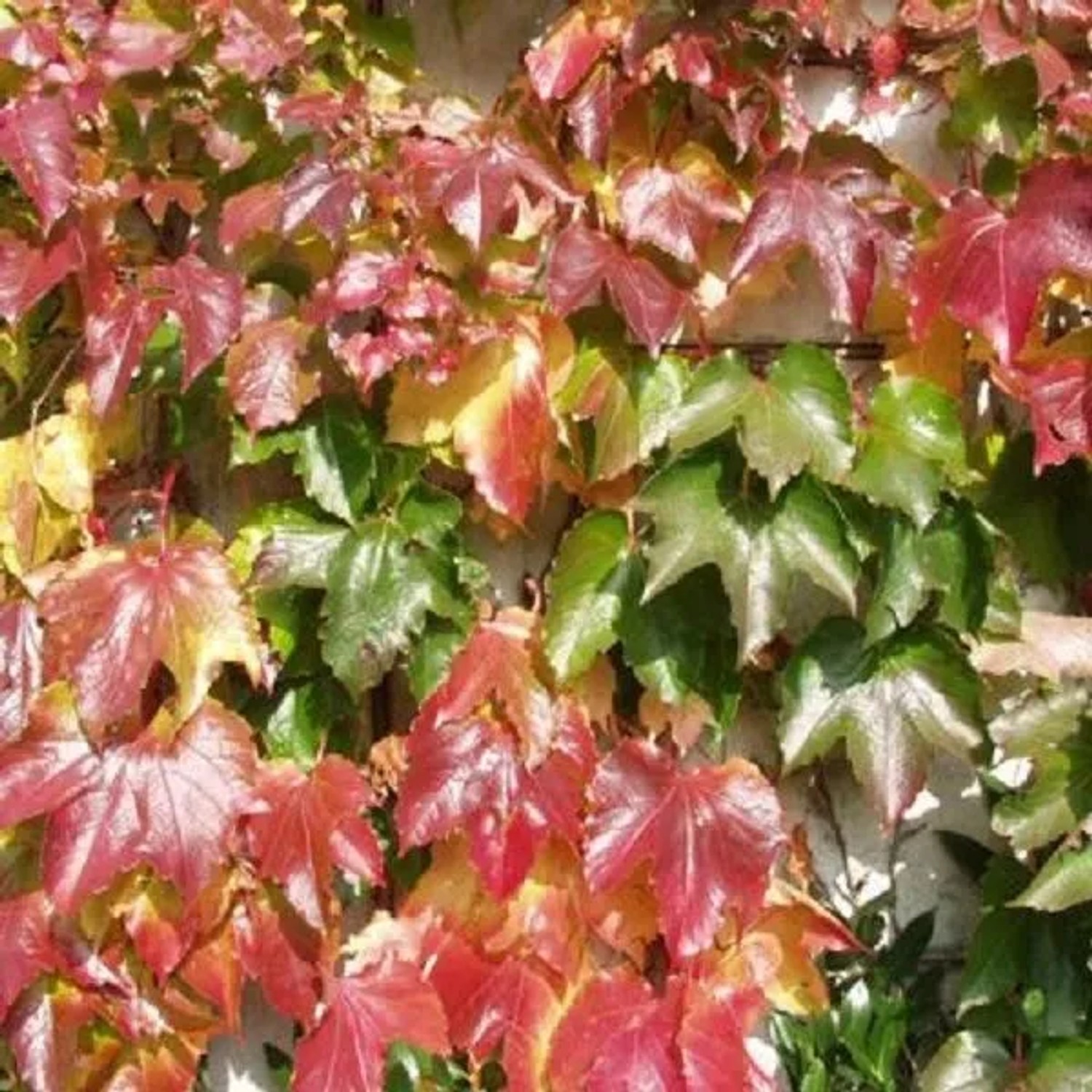 Dreilappige Jungfernrebe 'Veitch Boskoop' Parthenocissus 50 bis 60 cm im Container Rote Herbstfärbung