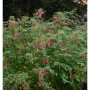 Kapfuchsie African Queen - Phygelius rectus_2