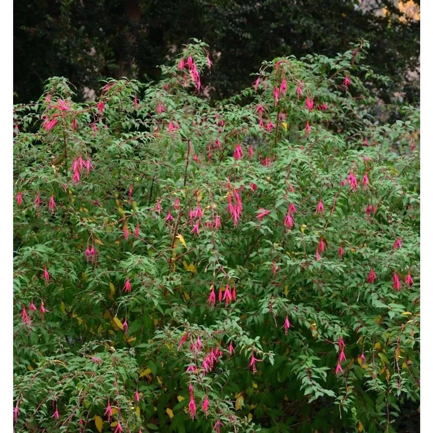 Kapfuchsie African Queen - Phygelius rectus_2
