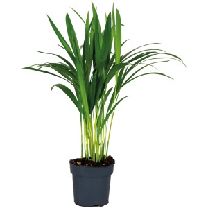 GROW by OBI Goldfruchtpalme Topf Ø ca. 12 cm Areca Dypsis Lutescens