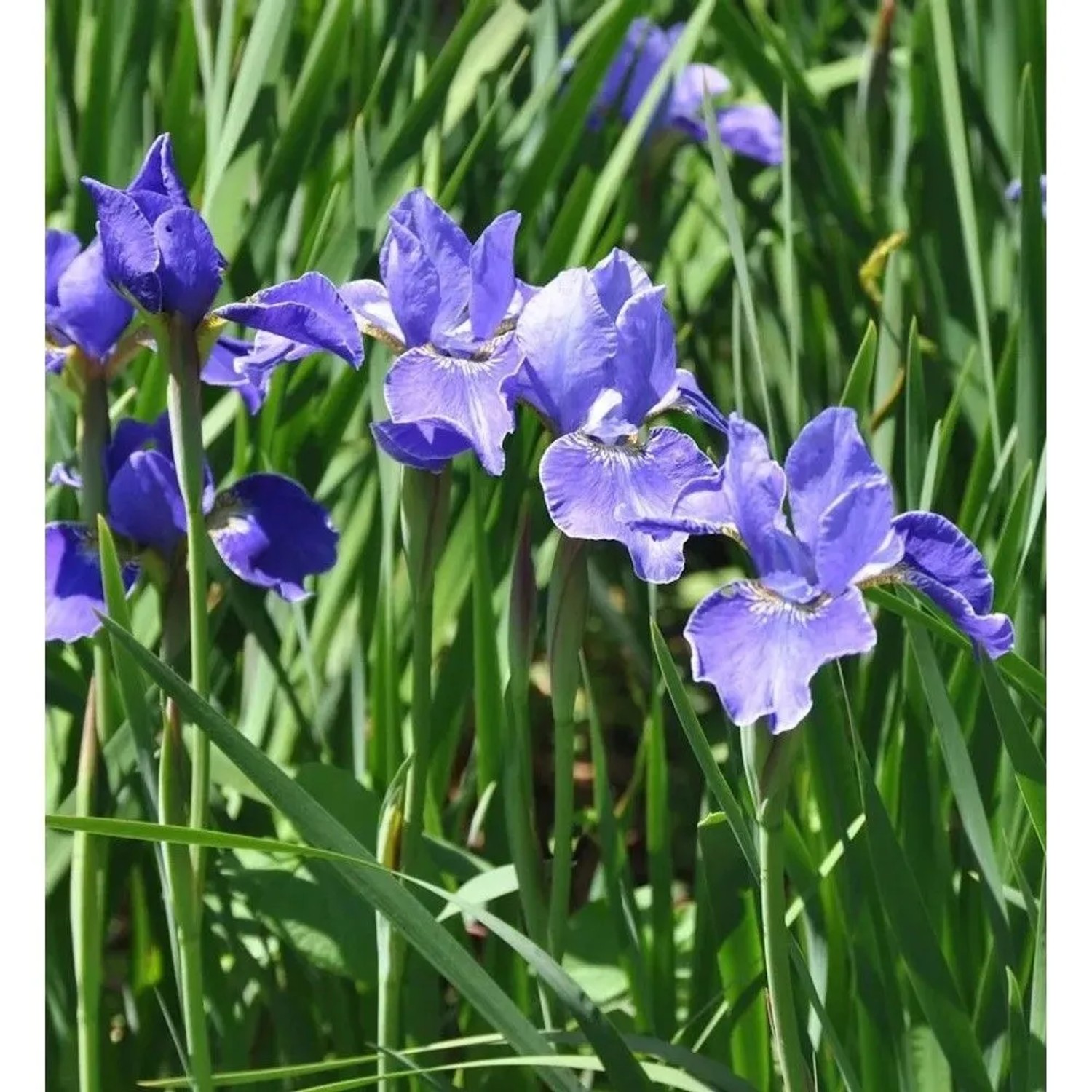 Sibirische Wieseniris Silver Edge - Iris sibirica
