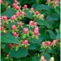 Johanniskraut 'Miracle Blossom' mit rosafarbenen Beeren und grünen Blättern.
