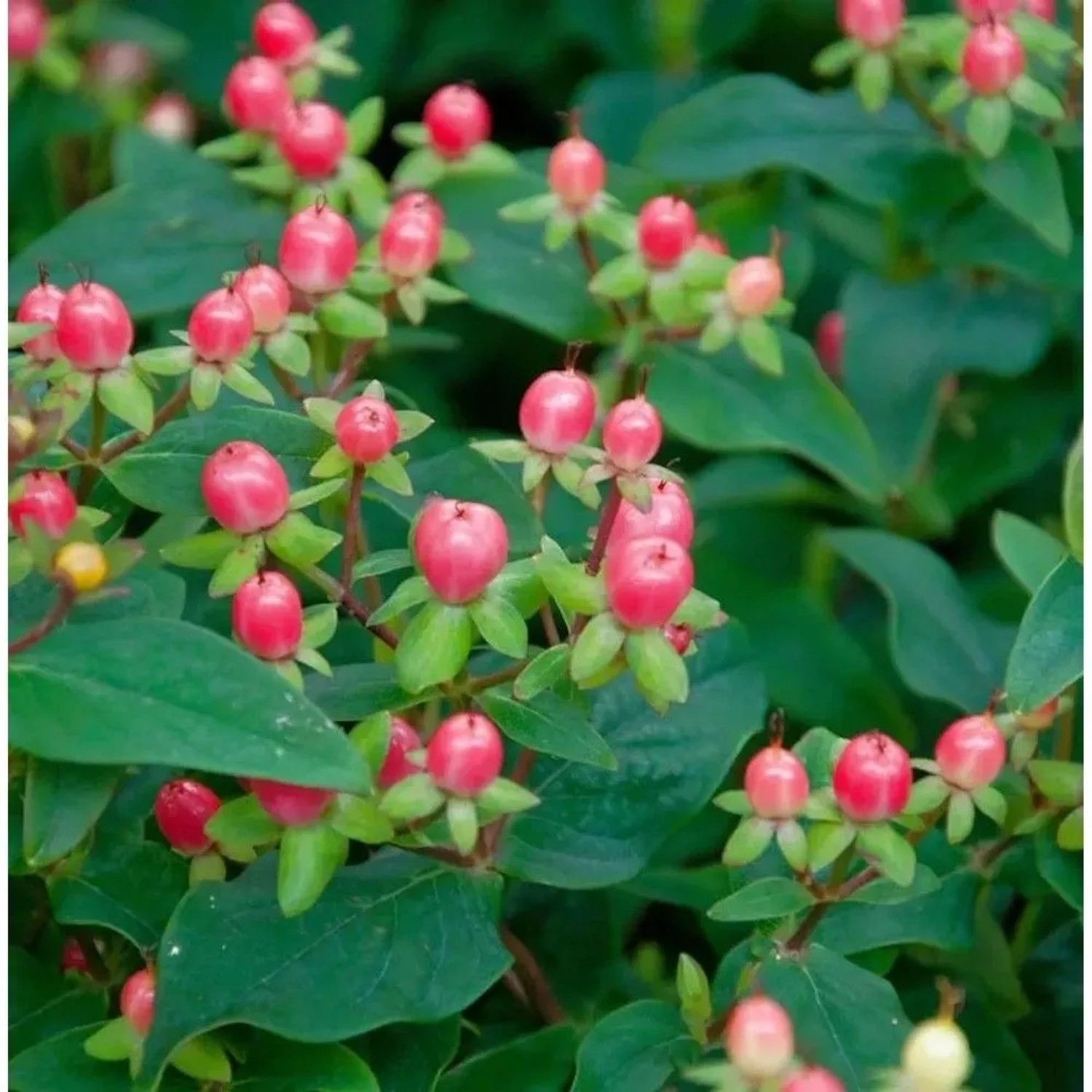Johanniskraut 'Miracle Blossom' mit rosafarbenen Beeren und grünen Blättern.