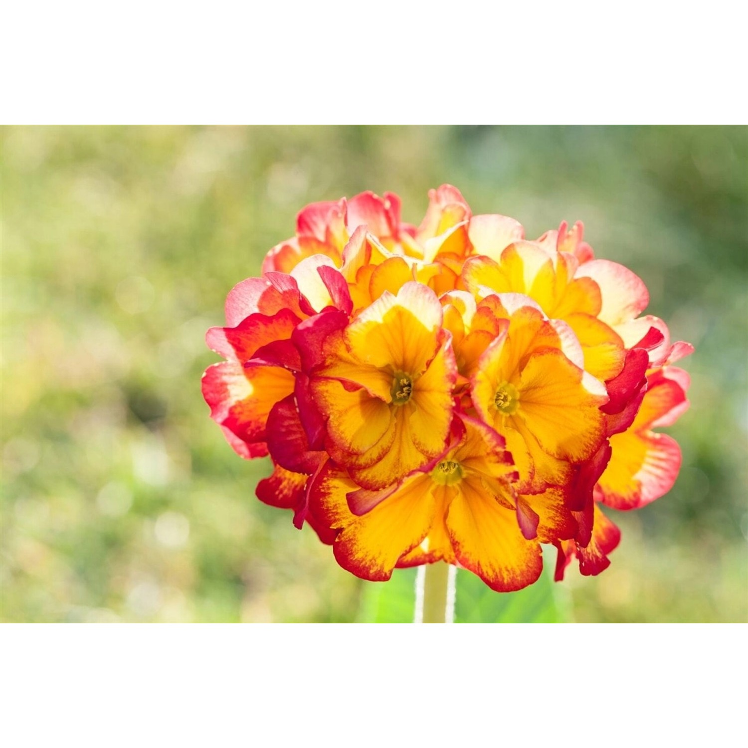 Primula Veris Schlüsselblume Sunset Shades Ca. 9x9 cm Topf günstig online kaufen