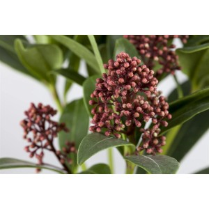 Skimmia Japonica Rubella mit roten Knospen und grünen Blättern. Immergrüner Strauch für Garten und Kübel.