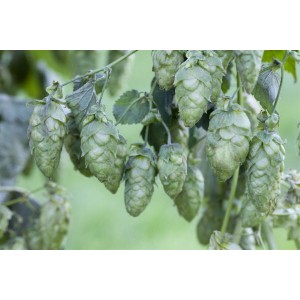Nahaufnahme von grünem Hersbrucker Hopfen (Humulus Lupulus) an einer Kletterpflanze.