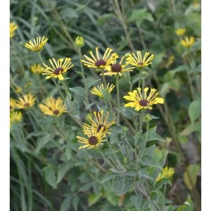 Schwachfilziger Sonnenhut Little Henry: gelbe Blüten mit dunkler Mitte, Stauden für den Garten.