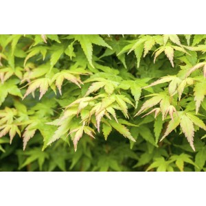 Acer Palmatum Bi-Hoo: Japanischer Ahorn mit gelb-grünem Laub.