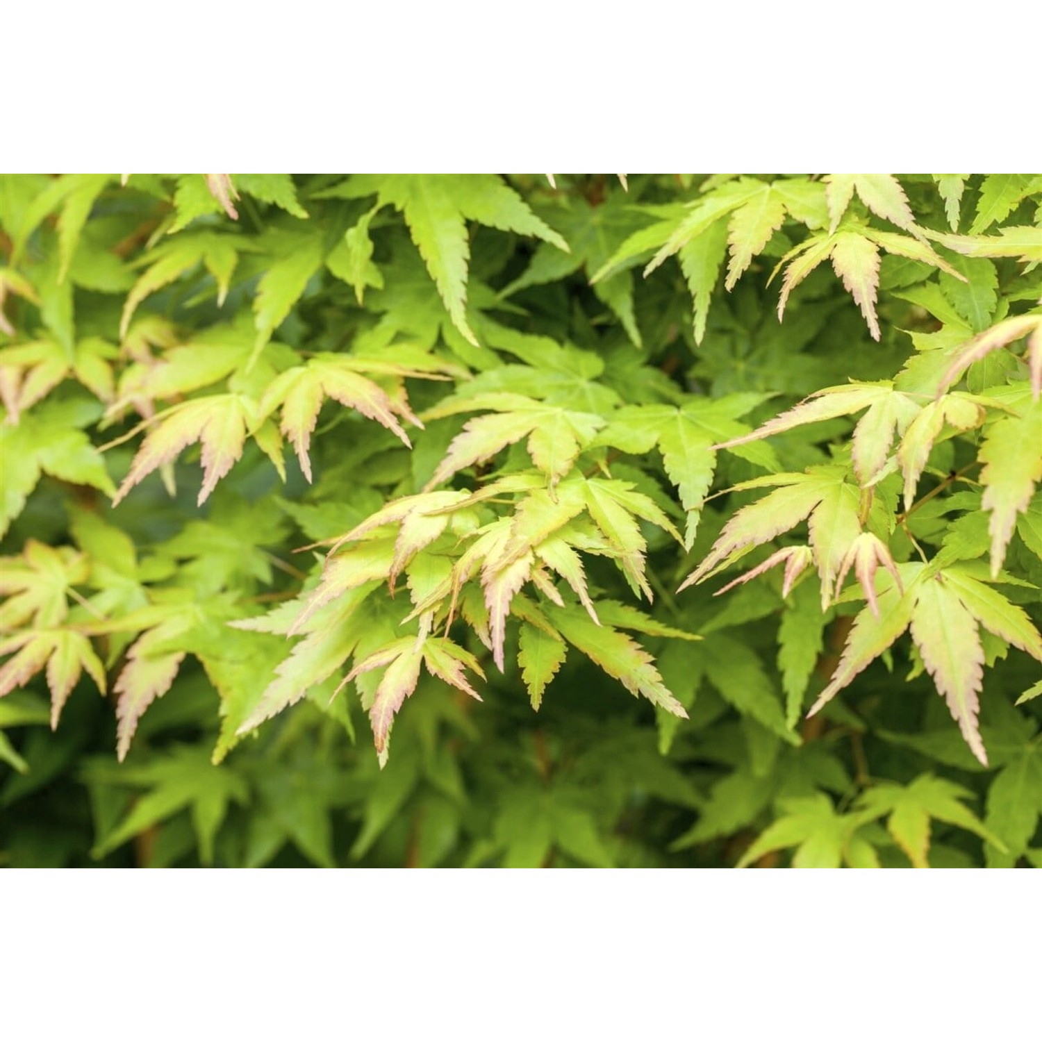 Acer Palmatum Bi-Hoo Japanischer Ahorn Gelbe Rinde 40–60 cm günstig online kaufen