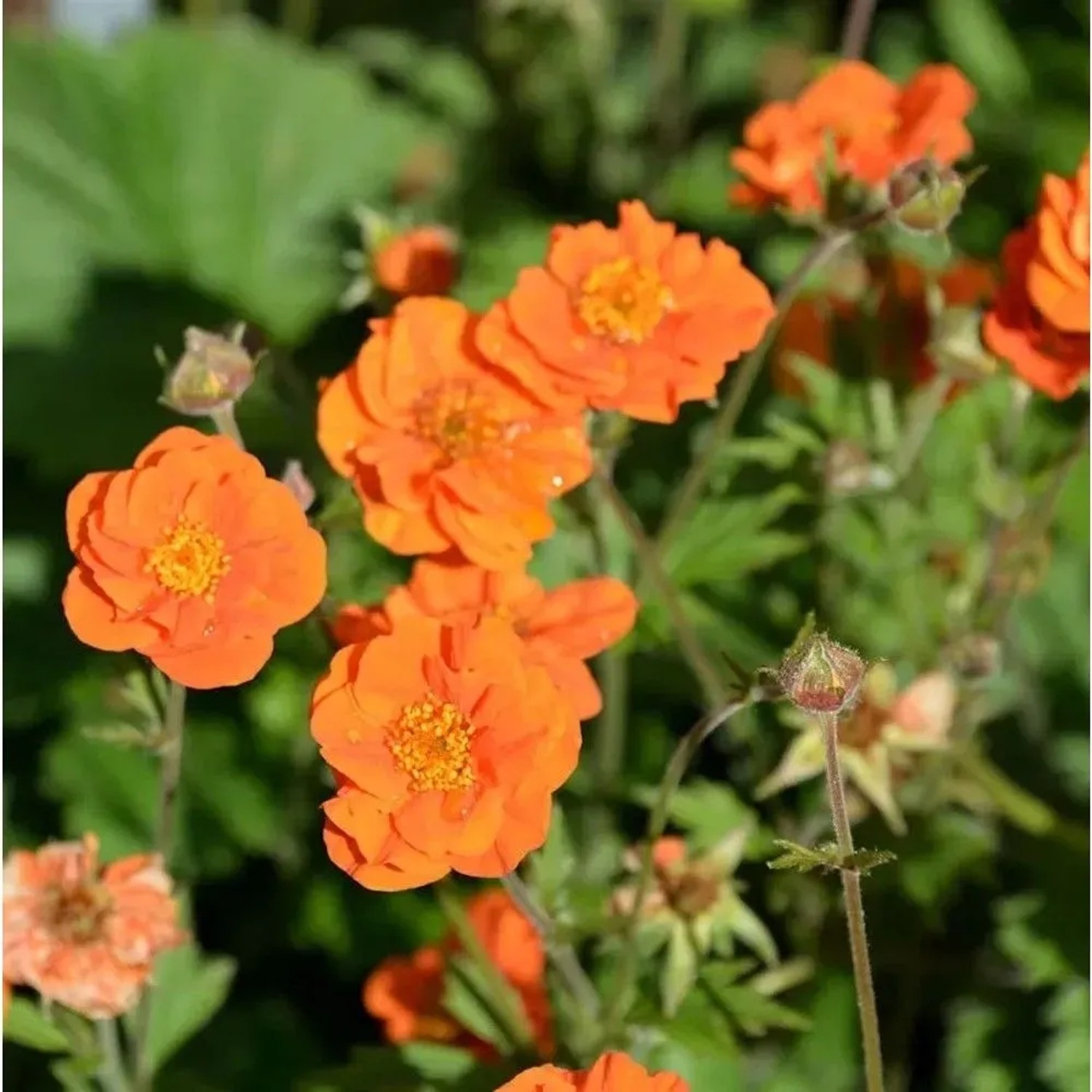 Nelkenwurz Feuermeer - Geum coccineum