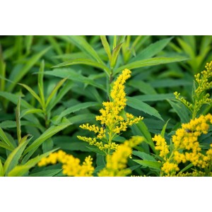 Goldgelbe Goldrute 'Goldkind' (Solidago) im 9x9 cm Topf. Blühende Staude für sonnige Standorte.