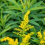 Goldgelbe Goldrute 'Goldkind' (Solidago) im 9x9 cm Topf. Blühende Staude für sonnige Standorte.