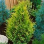 Gelbe Scheinzypresse 'Stardust' (15-20 cm) als Heckenpflanze im Garten.